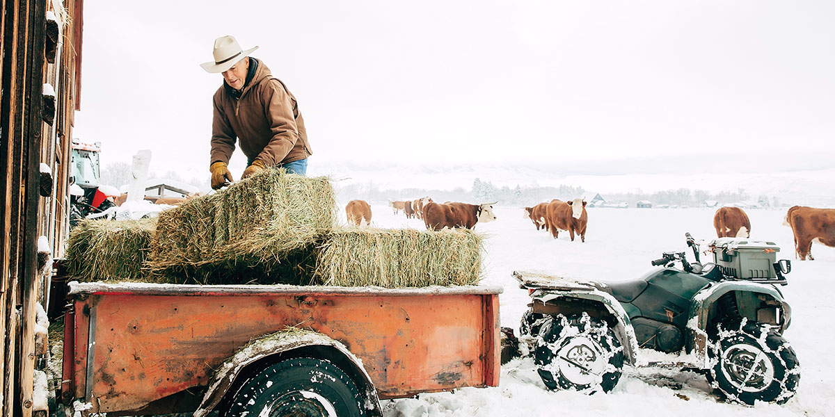 Person unloading bales of hay from back of pick up truck